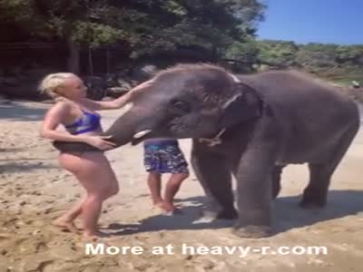 free porn amateur elephant