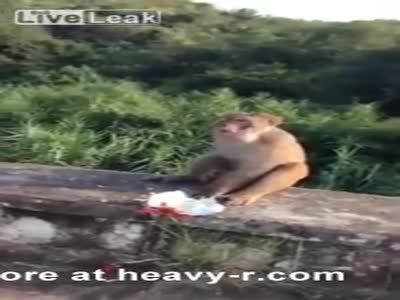 Idiots Throw Firecracker To Monkey