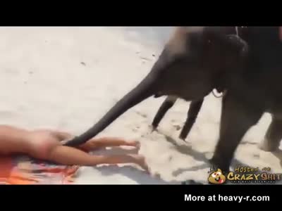 Elephant Sex Women Hd - Elephant Vacuums Sand Out Of Pussy