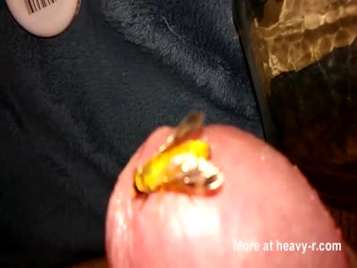 Insect Bites In Cock